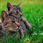 „Lotte + Lilly“ neben zwei eng umschlungenen Katzen auf grünem Gras.