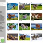 Text: ESEL 2027, 475 x 330 mm, € (D) 18,99. Monatsnamen von Januar bis Dezember mit Eselnamen. Kalenderfotos von Eseln.