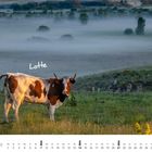 Text: "Lotte", "NOVEMBER", Daten: 1 bis 30. Eine braun-weiß gefleckte Kuh auf einer grünen Wiese im Nebel.