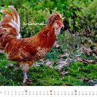 „Krümmel“, ein Hahn mit auffälligem Gefieder in einer grünen Umgebung. Unten ist ein Kalender für November.