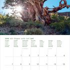 Kalenderseite Juni 2027 mit mehrsprachigen Wochentagen. Altes, knorriges Baumfoto vor blauem Himmel. Sonnenstrahlen.