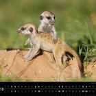 Namibia 10, junge Erdmännchen, Kalahari Desert. Zwei Erdmännchen spielen auf einem sandigen Hügel im Grünen.