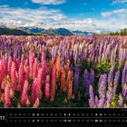 Neuseeland 11. Bild zeigt ein üppiges Feld bunter Lupinen vor einer Berglandschaft unter blauem Himmel.