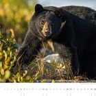 "Auf leisen Pfoten: Ein ausgewachsener Schwarzbär im herbstlichen Kanada." 
Ein Schwarzbär in der Natur, Kalenderseite mit Datum 11.