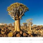 "11" und eine Monatsübersicht sind am unteren Rand. Eine Landschaft mit Köcherbäumen unter klarem Himmel.