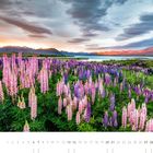 "Lupinen am Lake Tekapo (Südinsel)". Felder mit rosa und violetten Lupinen vor einem See und Bergen während eines Sonnenuntergangs.