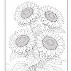 Schwarz-weiße Illustration mit fünf detaillierten Sonnenblumen und großen Blättern.