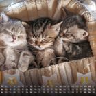 Kalender für Dezember mit schlafenden Kätzchen in einem gestrickten Korb, umgeben von Lichterketten und Sternen.