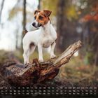 Kalendertabelle: Tage unterteilt in Wochen. Ein Jack Russell Terrier steht auf einem Baumstamm im herbstlichen Wald.