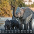 Ein Kalender zeigt Elefanten an einem Wasserloch. Datum: 12. Elefanten sind im Vordergrund mit Naturhintergrund.