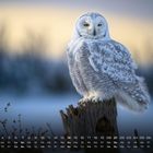 Kalenderblatt: November, Wochentage und Daten unten. Schneeeule sitzt auf einem Baumstumpf vor unscharfem Hintergrund.