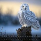 Monatsübersicht mit Zahlen und Wochentagen. Schneeeule auf Baumstumpf im Winter, verschwommener Hintergrund in sanften Farben.