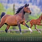 Kalender mit Datum im November. Ein Pferd und ein Fohlen galoppieren über eine Wiese, umgeben von grüner Natur.