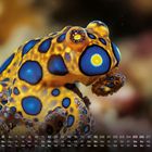 Kalender unten mit Daten von 1 bis 31. Im Hintergrund ein Blaugeringelter Kraken mit lebhaften blauen und gelben Flecken.