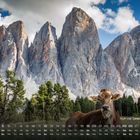 "Kuh vor Geislergruppe 12." Eine Kuh steht vor dramatischen Berggipfeln, Wälder im Vordergrund, blauer Himmel mit Wolken.