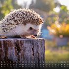 Kalender mit Monat Dezember, ein Igel auf einem Baumstumpf, unscharfer, bunter Hintergrund.