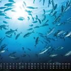 Kalender mit Wochentagen und Zahlen. Ein Schwarm Fische schwimmt in klarem, blauem Wasser Richtung Licht.