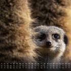 Kalender mit Novemberdaten und großem 11. Ein Erdmännchen schaut neugierig zwischen Fell hindurch.