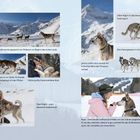 "Das Rudel wartet gespannt am Stakeout vor Beginn des ersten Laufs." Mehrere Huskys in einer schneebedeckten Berglandschaft.