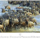 "Gnuherde im Fluss". Dezember-Kalenderseite. Gnus durchqueren spritzend einen Fluss in großer Anzahl.