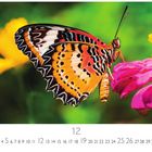 Text: "12". Ein bunter Schmetterling sitzt auf einer rosa Blume, daneben eine gelbe Blüte.