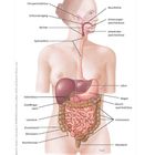 Anatomische Illustration des menschlichen Verdauungssystems mit Beschriftungen der Organe wie Leber, Magen, und Speiseröhre.