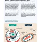 Was sind prokaryotische und eukaryotische Zellen? Diagramme vergleichen Zellstrukturen.