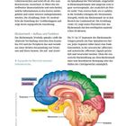 Text beschreibt den Thalamus und Rückenmark. Unten farbige Illustration eines Gehirns, markiert mit Frontallappen, Inselrinde, etc.