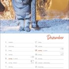 Text "Dezember". Kalenderdaten mit Adventssonntagen und Feiertagen. Eine Katze sitzt in einem verschneiten Fenster.