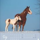 Text: "Dez" und Kalendertage im Dez. Ein braunes Pferd mit einem gescheckten Fohlen auf schneebedecktem Feld unter blauem Himmel.