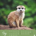 „Dez“ in geschwungener Schrift, darunter ein Kalender für Dezember. Ein Erdmännchen sitzt auf Erde mit verschwommenem grünem Hintergrund.