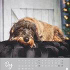 Text: "Dez" und Kalenderdaten. Ein zotteliger Hund liegt auf einem schwarzen Sofa, im Hintergrund Holz und Lichter.
