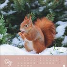 "Dez" und Monatskalender. Rotes Eichhörnchen im Schnee, knabbert etwas, grüne Nadelzweige im Hintergrund. Logo "Heye".