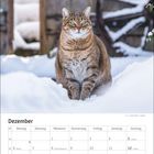 Text: Dezemberkalender mit Feiertagen. Bild: Eine getigerte Katze sitzt im Schnee vor einem Holzhintergrund mit Rad.