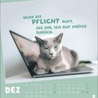 "Wenn die Pflicht ruft, sag ihr, ich ruf später zurück. DEZ." Eine graue Katze liegt auf einem Laptop.