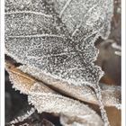 „DEZEMBER“ und darunter ein Kalender für den Monat. Nahaufnahme von Blättern mit Frostkristallen bedeckt.