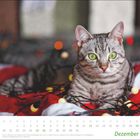 "Dezember" und Kalenderdaten. Eine Katze mit grünen Augen liegt auf rot-weißem Stoff, umgeben von Lichterketten.