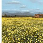 Ein Feld voller gelber und weißer Blumen, im Hintergrund Berge und ein kleines Steinhaus unter einem bewölkten Himmel.