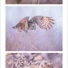 Kalender für Dezember 2021, darunter ein verschneites Waldmotiv mit einer fliegenden Eule und frostigen Pflanzen.