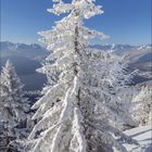 Dezember 2021 Kalender. Verschneiter Baum auf einem Berg; blauer Himmel, Berge im Hintergrund.