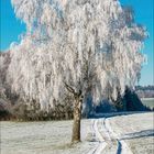 Dezemberkalenderblatt mit großem, schneebedecktem Baum und verschneiter Landschaft unter klarem, blauem Himmel.