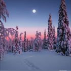 12, 2021. Schneebedeckte Bäume bei Sonnenuntergang, Fußspuren im Schnee, Vollmond über der Szene.