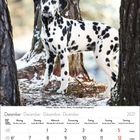 Dezember 2027 Kalender mit Dalmatiner zwischen Bäumen im Schnee. Enthält Feiertage wie Heiligabend und Weihnachten.
