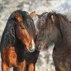 Zwei Pferde mit dunklen Mähnen stehen nah beieinander im Schnee. Ihre Köpfe sind zärtlich aneinander gelehnt.