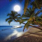 Vollmondnacht am Strand; Palmen neigen sich über das sanft erleuchtete Wasser, Sterne funkeln am klaren Himmel.
