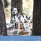Kalender mit Dezember 2027 und einem Dalmatiner zwischen Bäumen im Schnee.