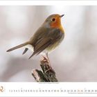 12, 2021. Ein Rotkehlchen sitzt auf einem Ast vor unscharfem Hintergrund.