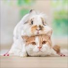 Ein Hase sitzt auf dem Kopf einer Katze. Beide schauen direkt nach vorne, umgeben von unscharfem, grünlichem Hintergrund.