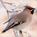 Ich sehe keine Texte. Ein Vogel mit grauem Gefieder sitzt auf einem schneebedeckten Ast. Sein Kopf ist braun mit schwarzer Maske.