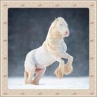 Ein weißes Pferd steht auf den Hinterbeinen im Schnee, umrahmt von einem gepunkteten Rahmen mit kleinen Pferdesilhouetten.